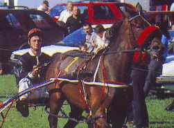 flat racing, point to point racing, fun days out